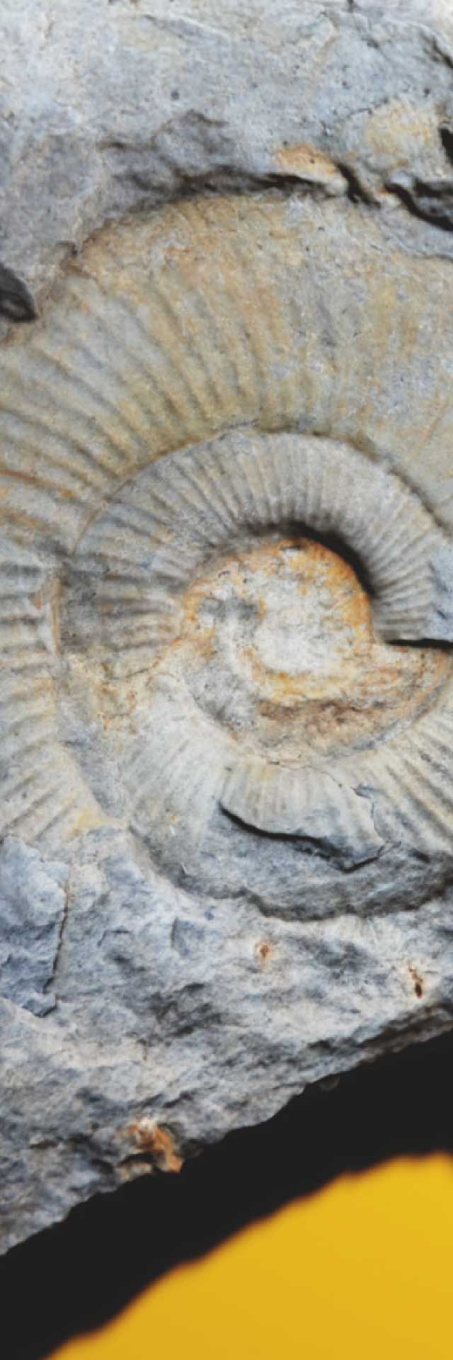 Endymion